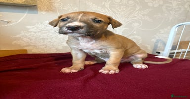 Mixed Breed dogs - Advert 4