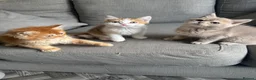 Mixed Breed cats for sale: Last female Exception F1 kittens ready now  - Advert 14