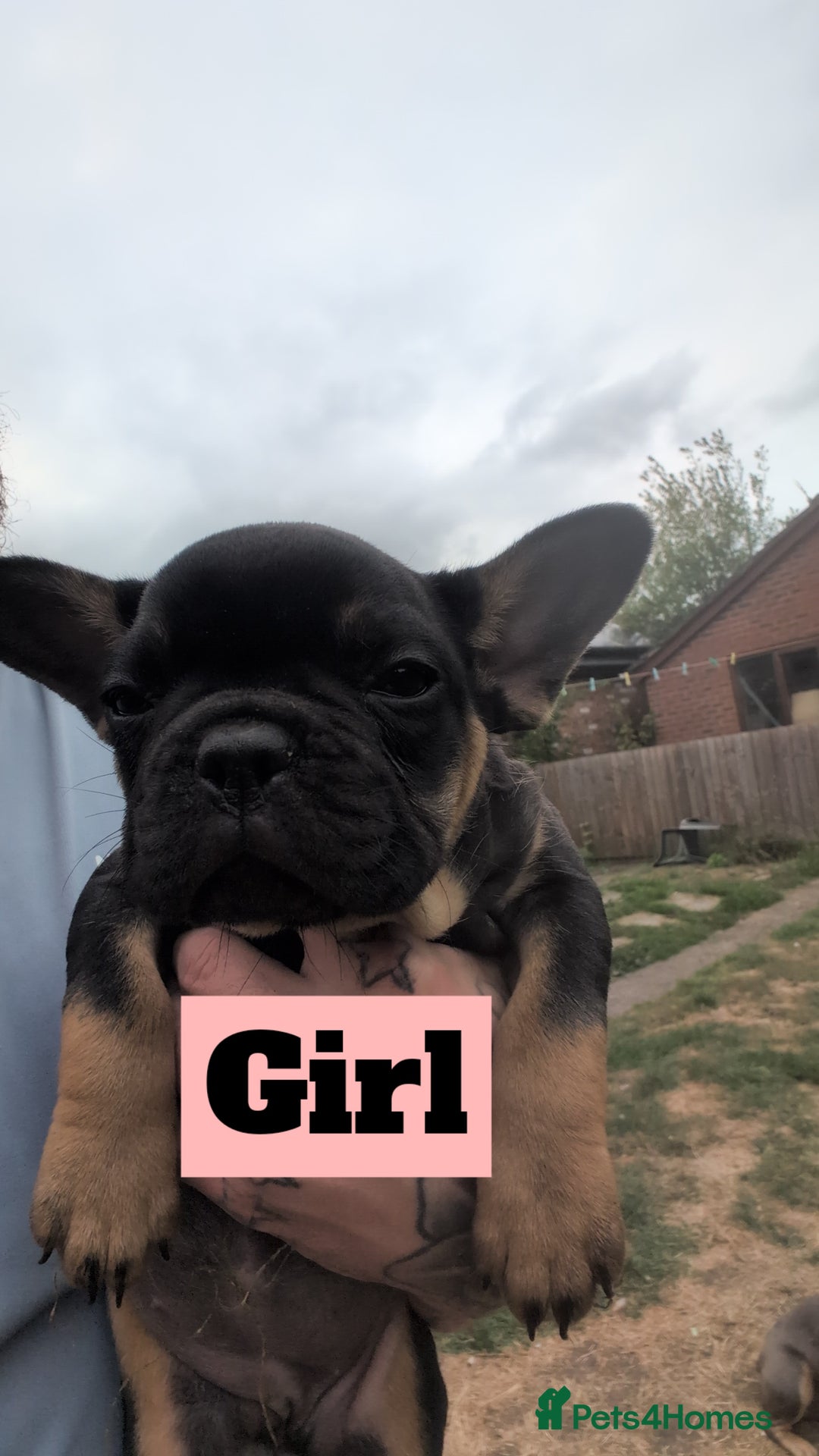 French Bulldog dogs for sale: French bulldog puppies!!! - Image 8