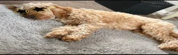 Cockapoo dogs for sale: Teddy - 1 year old male cockapoo  - Advert 12