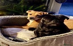 Lakeland Terrier dogs for stud: Lakeland cross patterdale terrier - Image 5