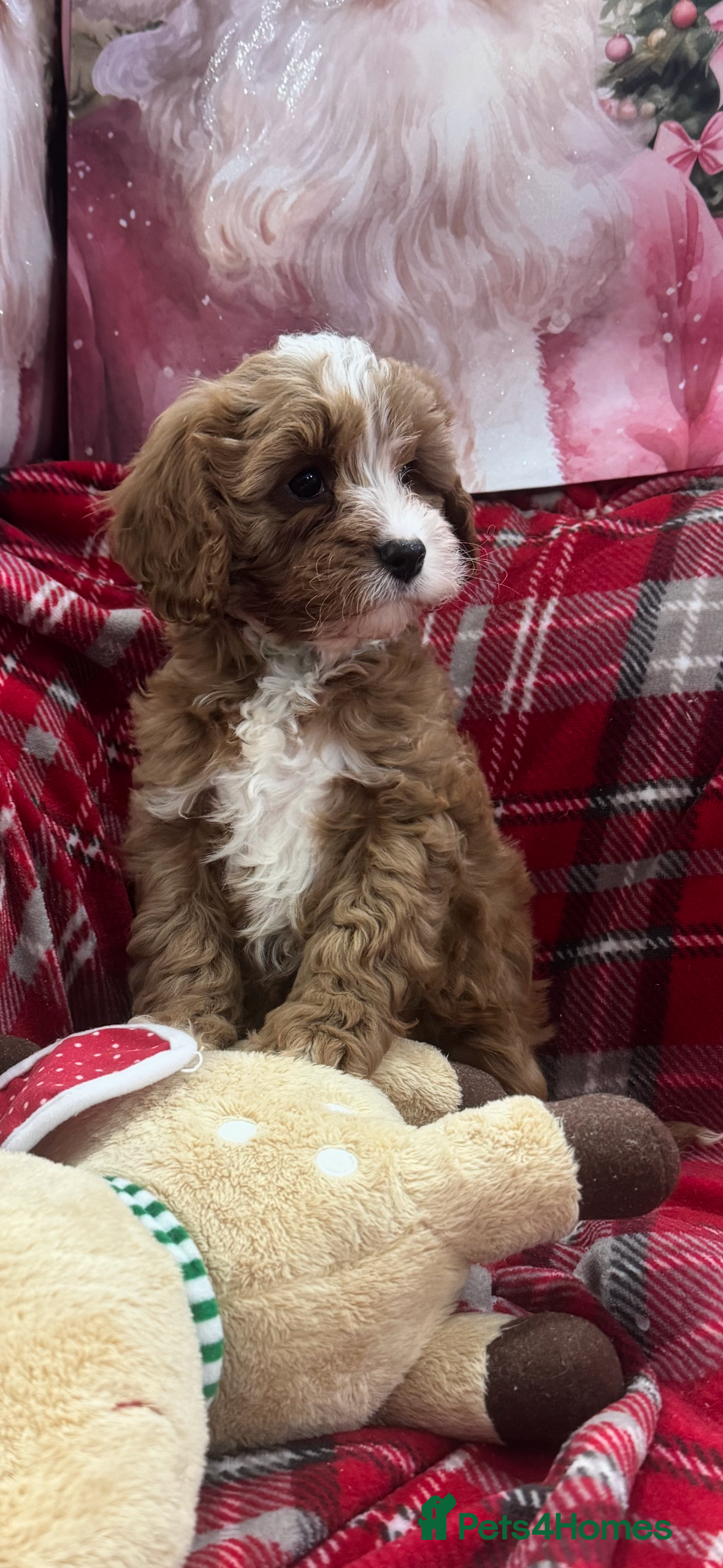 Cavapoo dogs Cavapoo boy pups ready now 🏡 - Advert 5