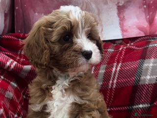 Cavapoo dogs Cavapoo boy pups ready now 🏡 - Advert 18