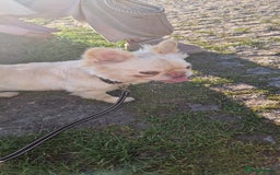 French Bulldog dogs for sale: Fluffy French bulldog  - Image 3