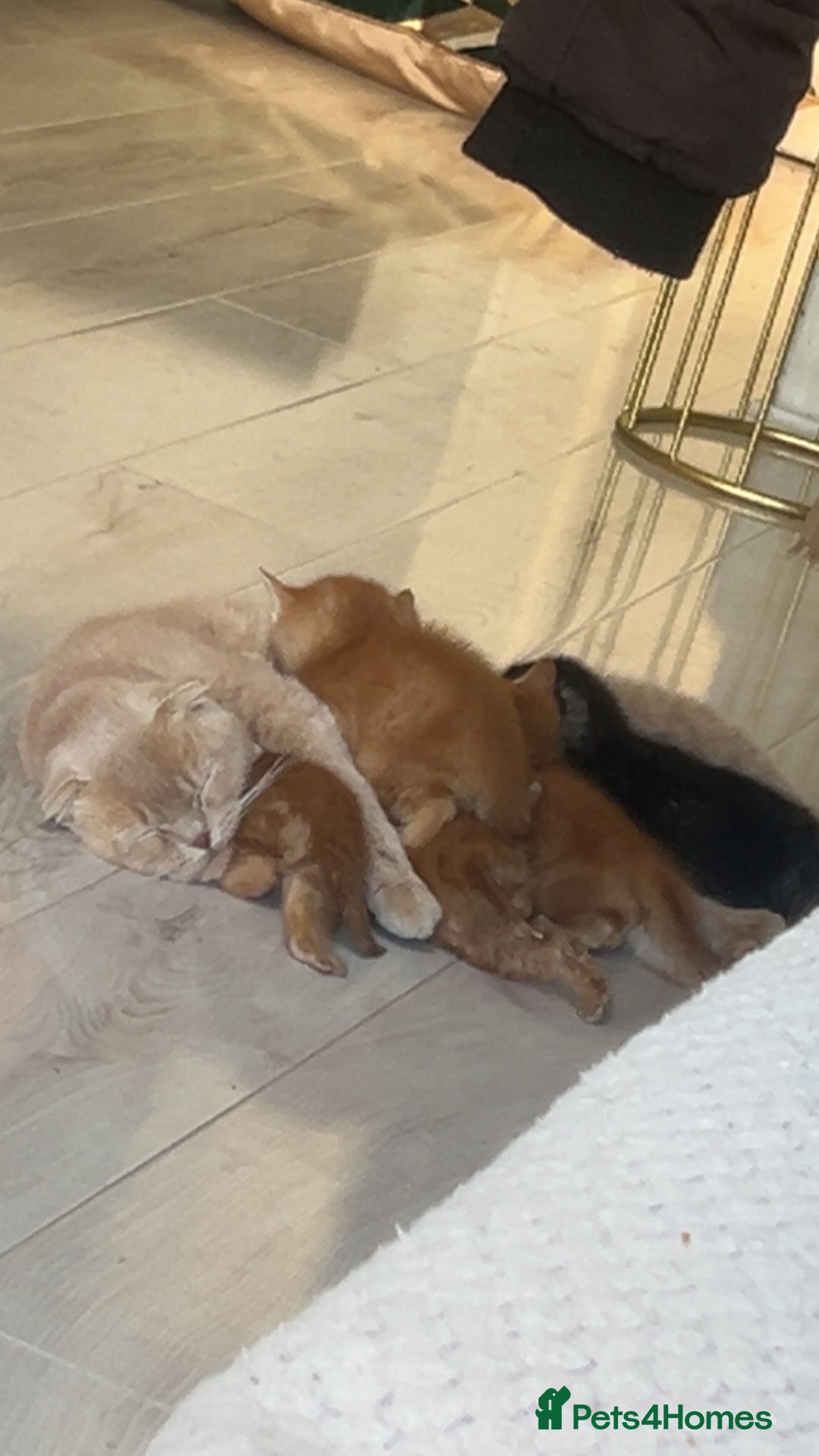 Scottish Fold cats for sale: Male Scottish Fold Available  - Image 9