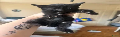 Mixed Breed Kitten 2
