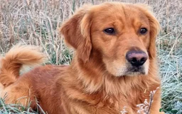Golden Retriever dogs for stud: Gorgeous Stud Dog Angus - Image 8