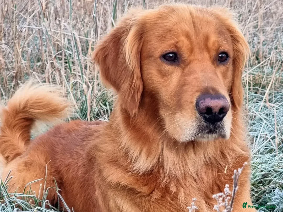 Golden Retriever dogs for stud: Gorgeous Stud Dog Angus - Image 8
