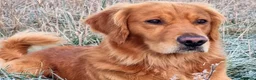 Golden Retriever dogs for stud: KC Registered Stud Dog Angus - Advert 8