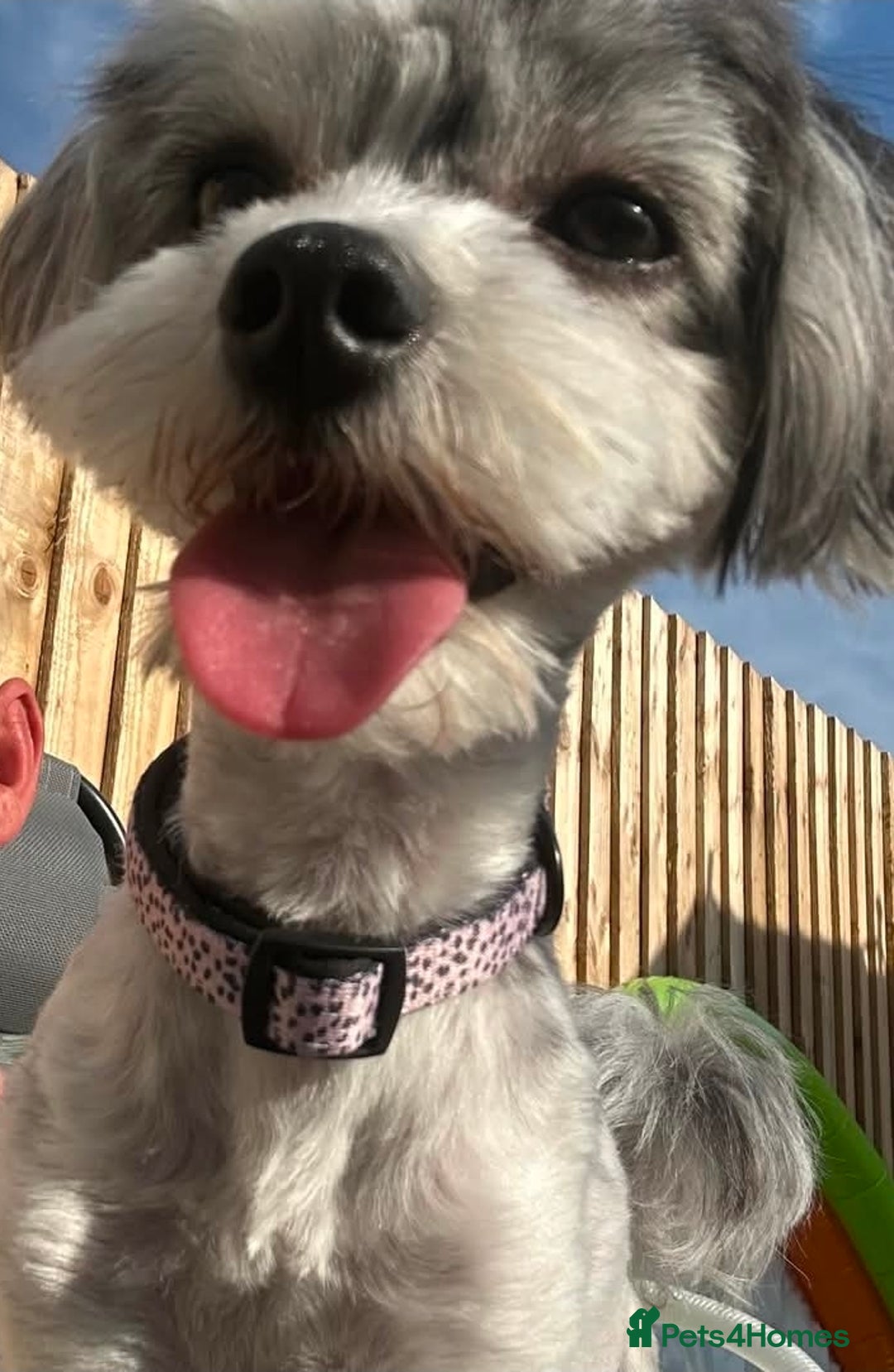 Maltipoo dogs for sale: Adorable rare merle maltipoos  ready no!!w - Advert 2