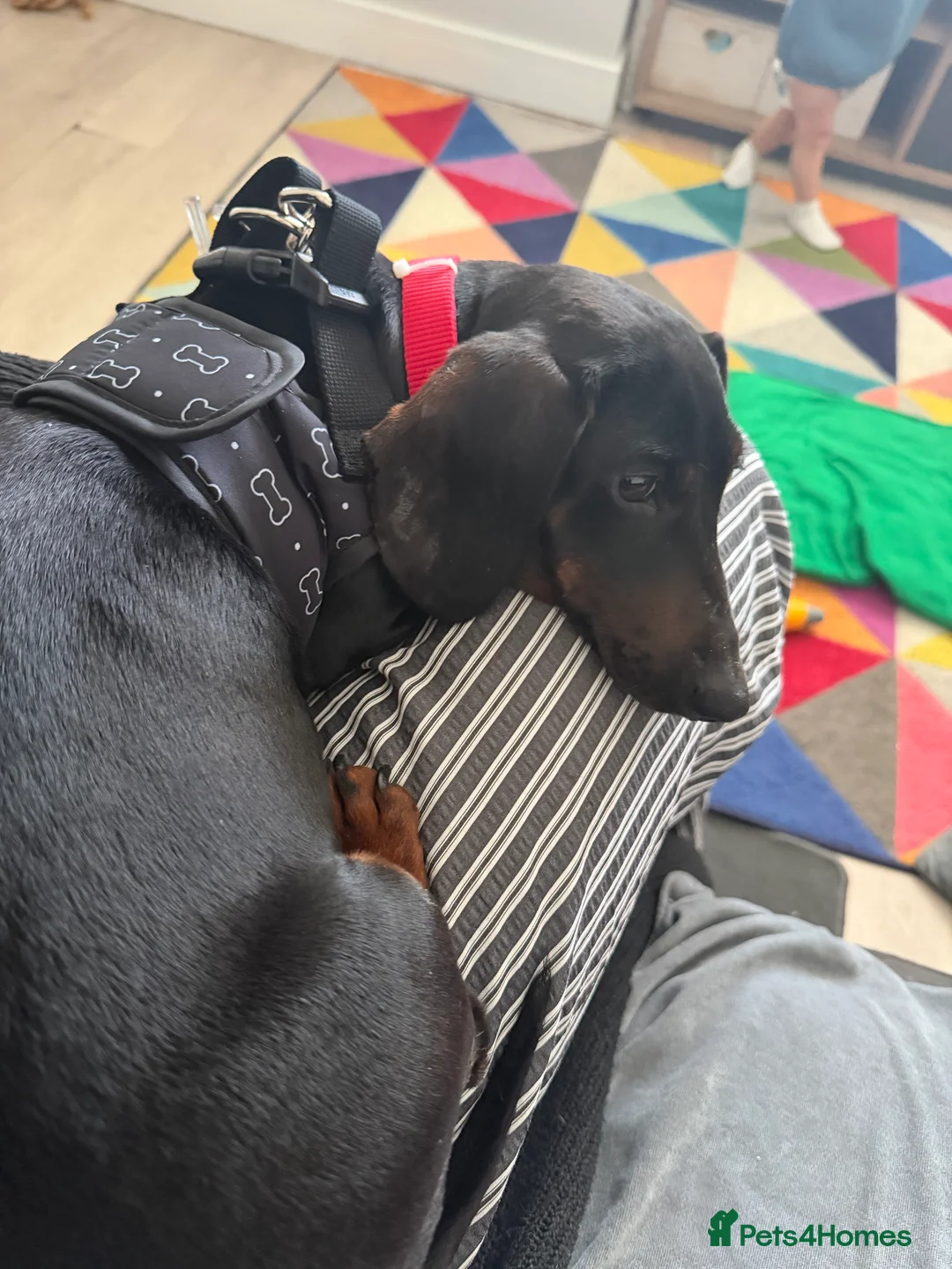 Miniature Dachshund dogs for sale: Male Dachshund for rehome - perfect boy!  in Deal - Advert 2