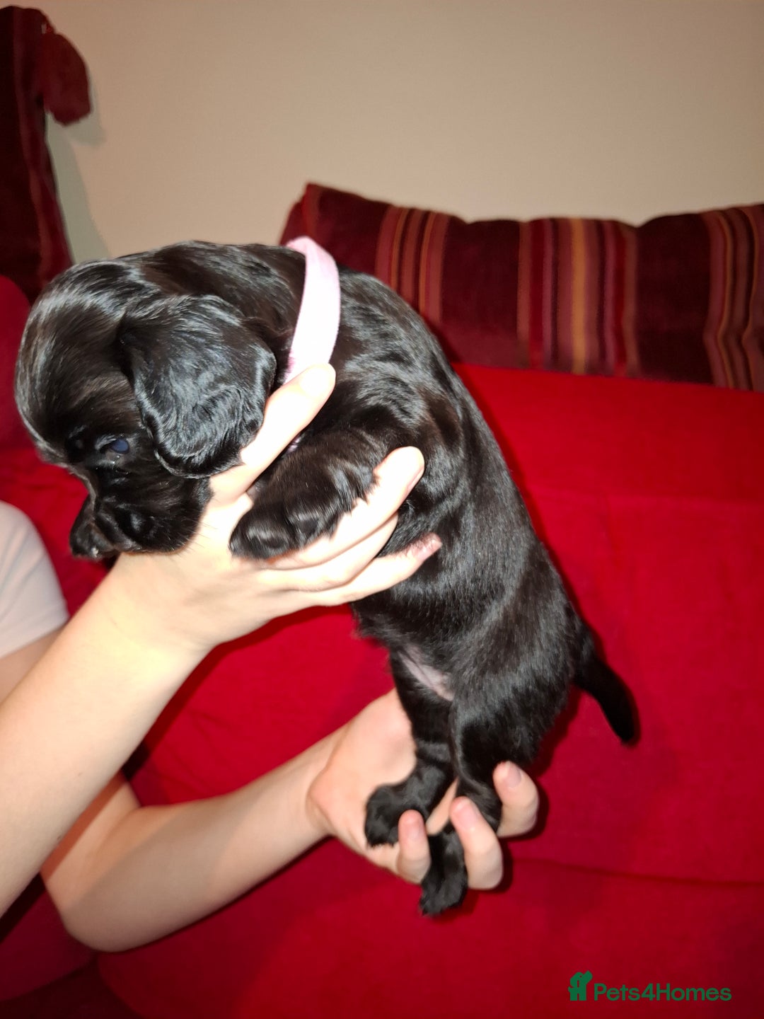 Cocker Spaniel dogs for sale: KC Registered Working Cocker Spaniel Puppies - Advert 11