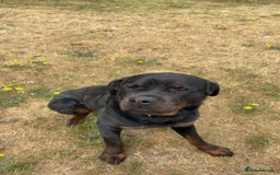 Rottweiler dogs for sale: Phoenix - female rottweiler  - Image 1