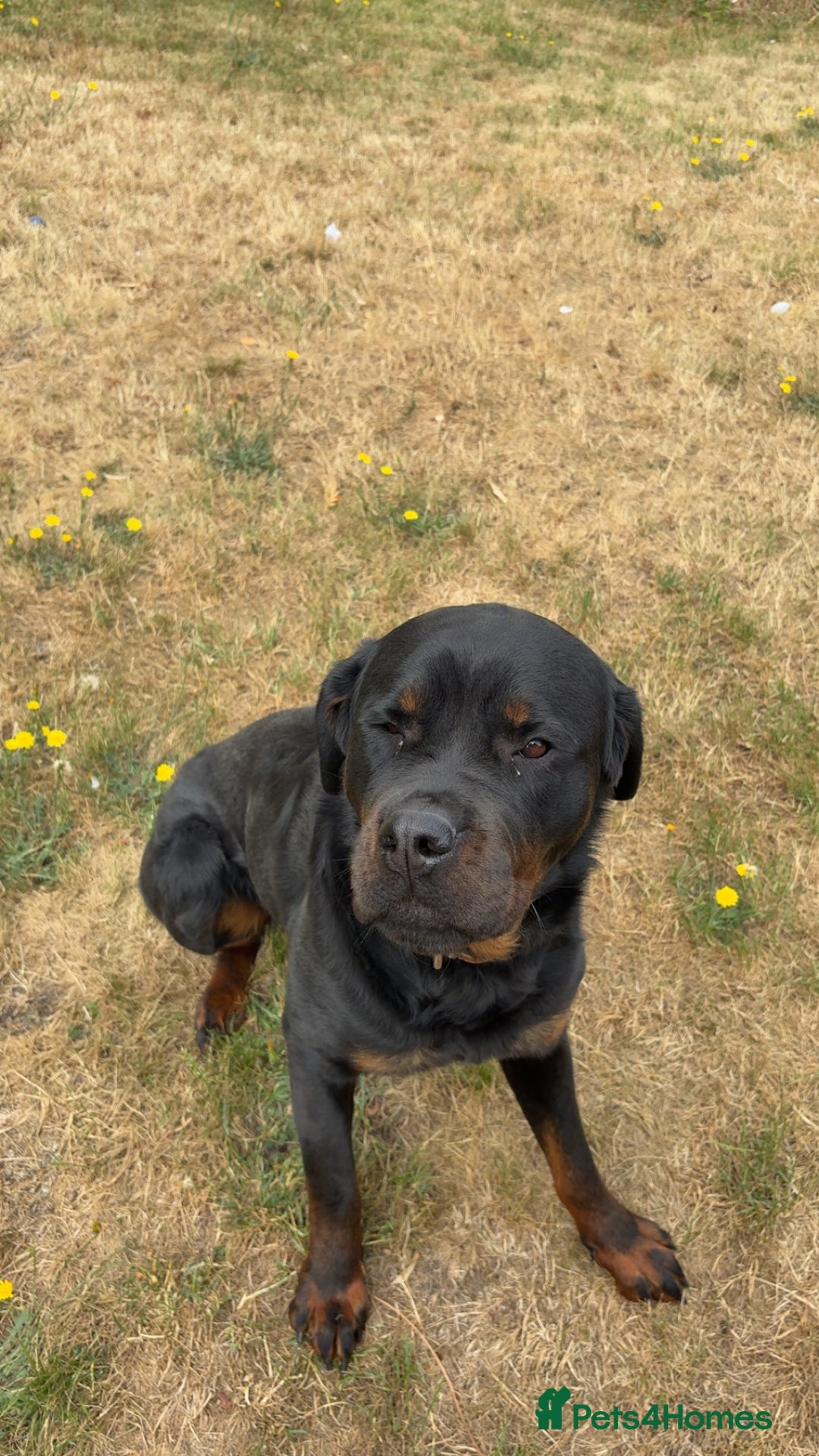 Rottweiler dogs for sale: Phoenix - female rottweiler  - Image 1
