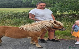 Shetland pony horses for sale: Beautiful 7h Mini shetland Gelding  - Image 13