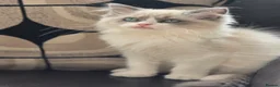 Ragdoll cats for sale: Tica Pedigree Ragdolld in Dalkeith - Advert 14