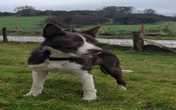 Border Collie dogs for sale: Handsome red and white collie - Image 3