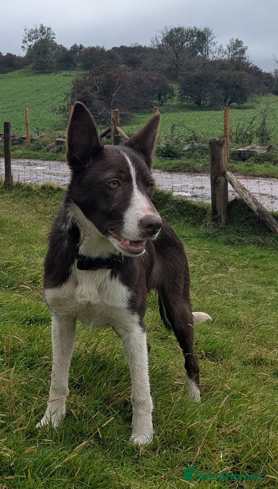 Border Collie dogs for sale: Handsome red and white collie - Image 3