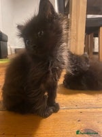 Mixed Breed cats - Advert 14