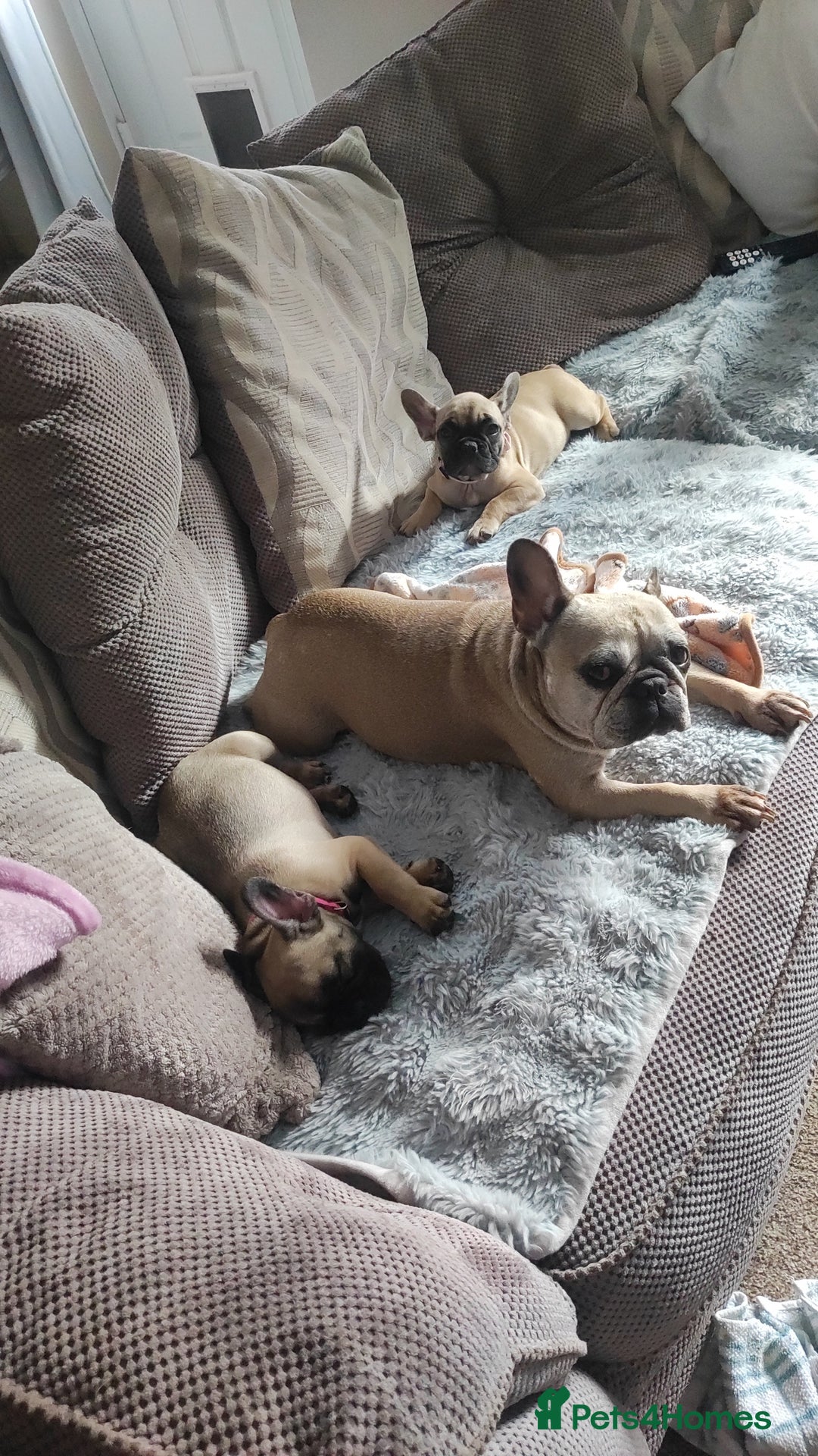 French Bulldog dogs for sale: French bulldog puppy  - Image 8