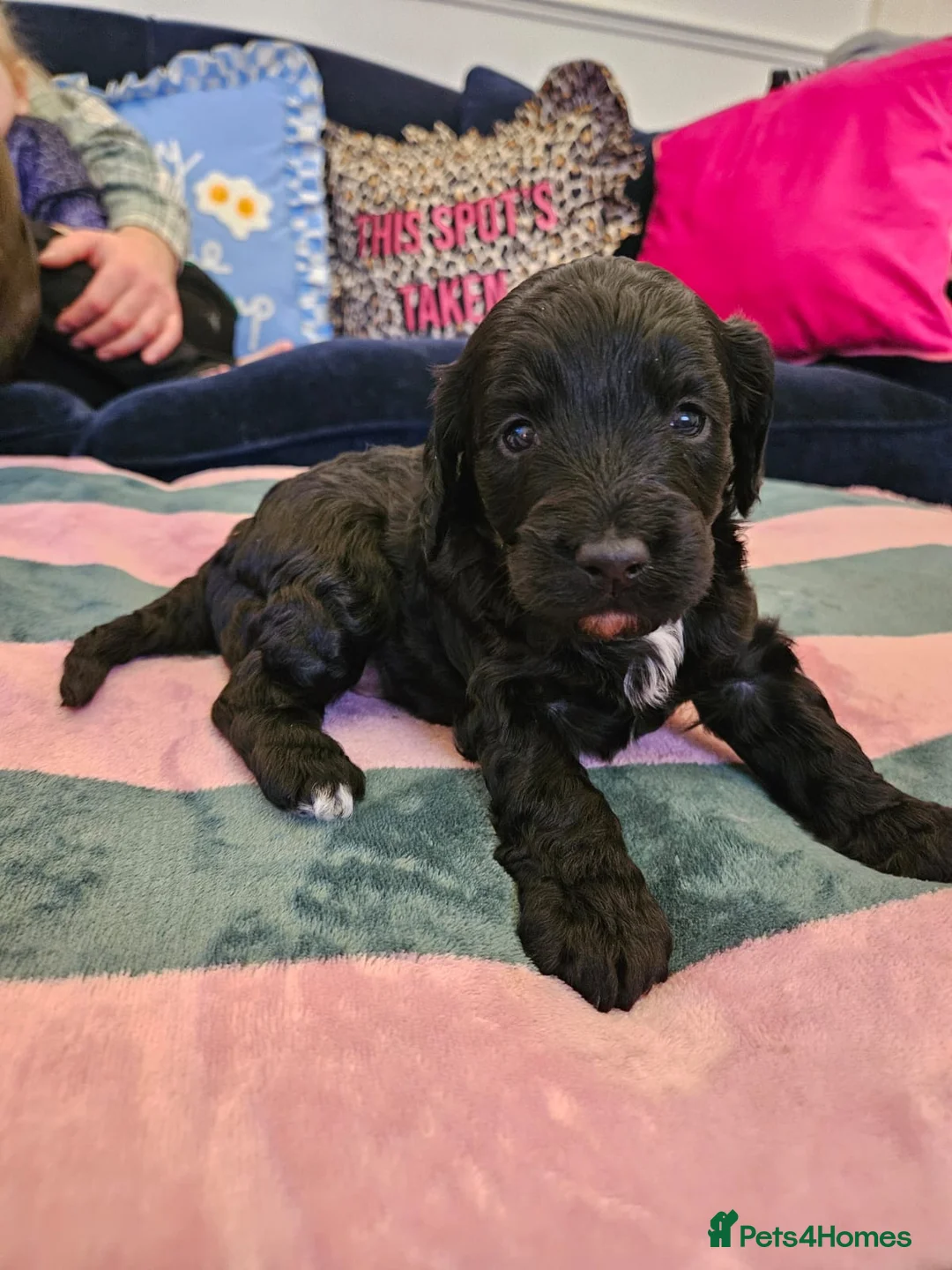 Sproodle dogs for sale: Sproodle puppies  - Advert 7