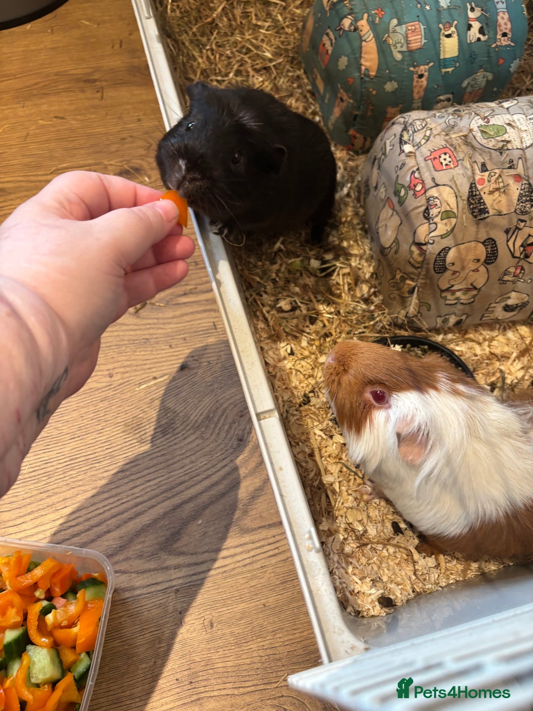 Guinea Pig rodents for sale: Guinea pigs - Advert 2