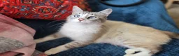 Mixed Breed cats for sale: 1 Gorgeous Female Kitten-Ready Now -Vet Checked - Advert 8