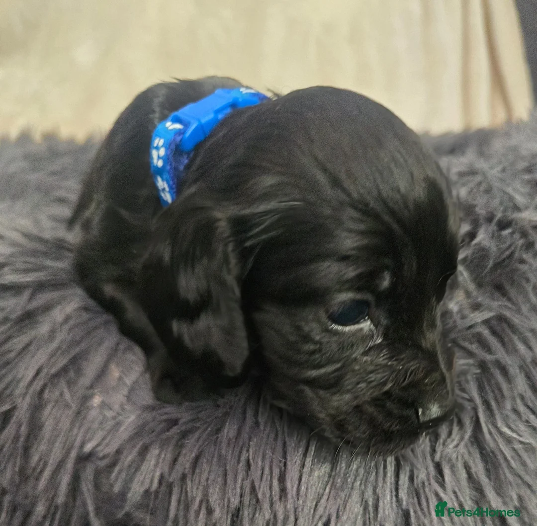 Cocker Spaniel dogs for sale: Beautiful Cocker Spaniel pups  - Advert 2