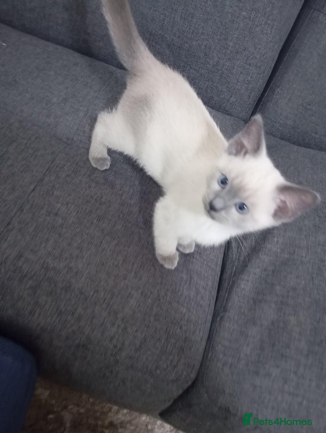 Ragdoll cats for sale: Warwick house central avenue M192ff - Image 3