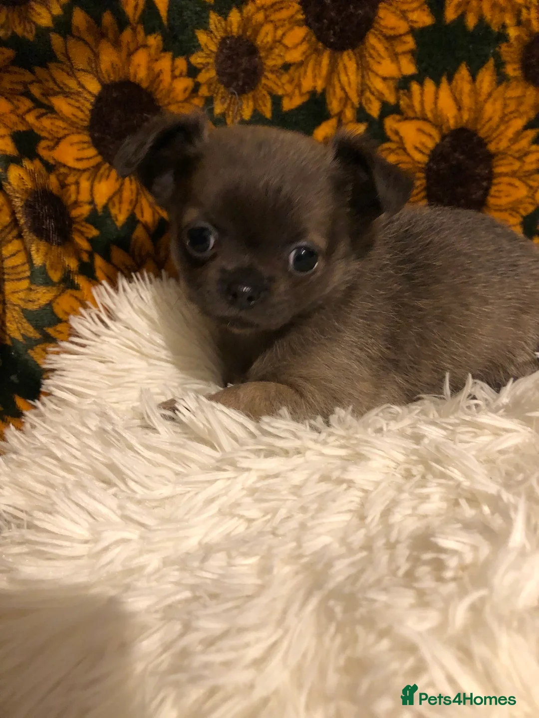 Chihuahua dogs for sale: Long haired and short haired chihuahua puppies - Advert 4