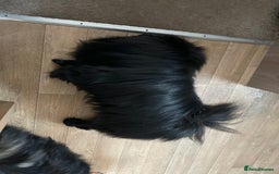 Pomeranian dogs for sale: Pure Fluffy Pomeranians - Image 6