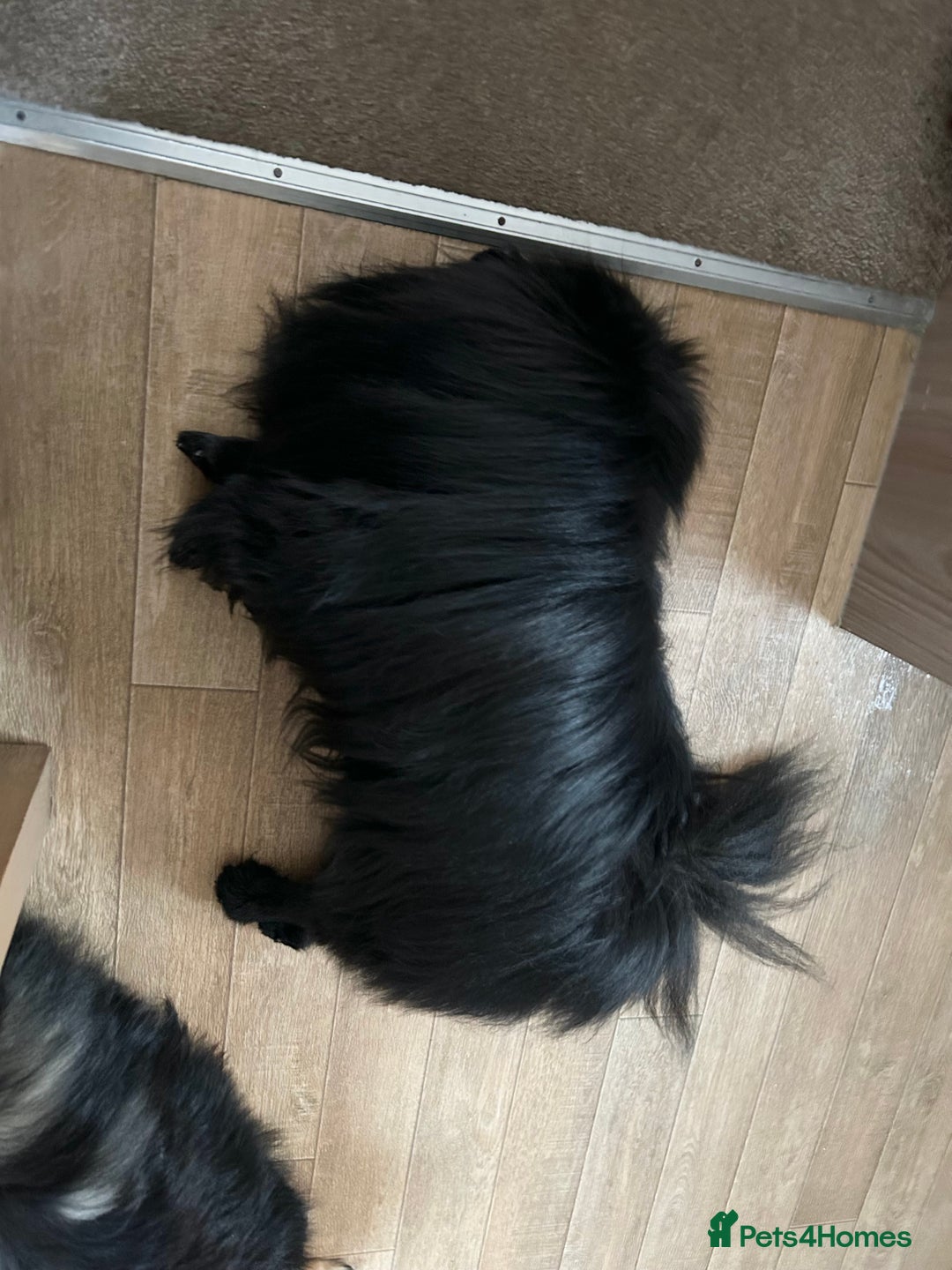 Pomeranian dogs for sale: Pure Fluffy Pomeranians - Image 6