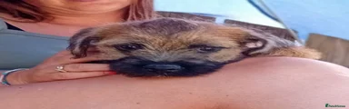 Border Terrier 1