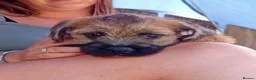 Border Terrier dogs for sale: Pure border terrier puppies  - Advert 8