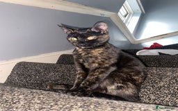 American Shorthair cats for sale: girl kitten - Image 2