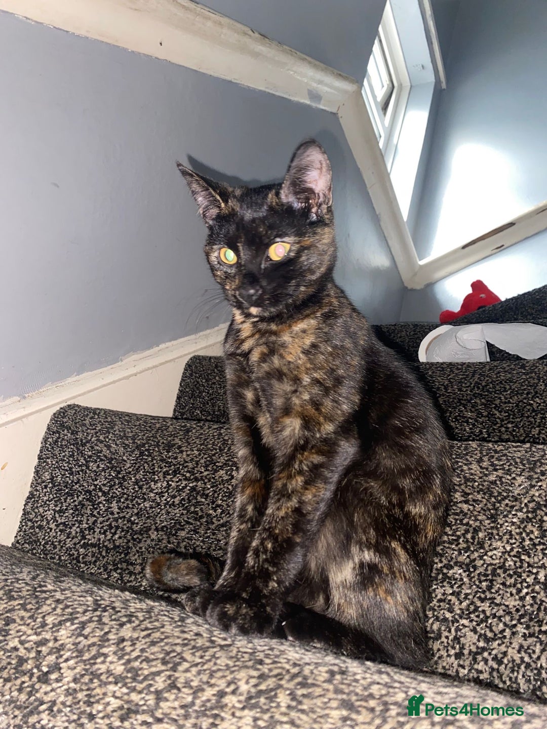 American Shorthair cats for sale: girl kitten - Image 2