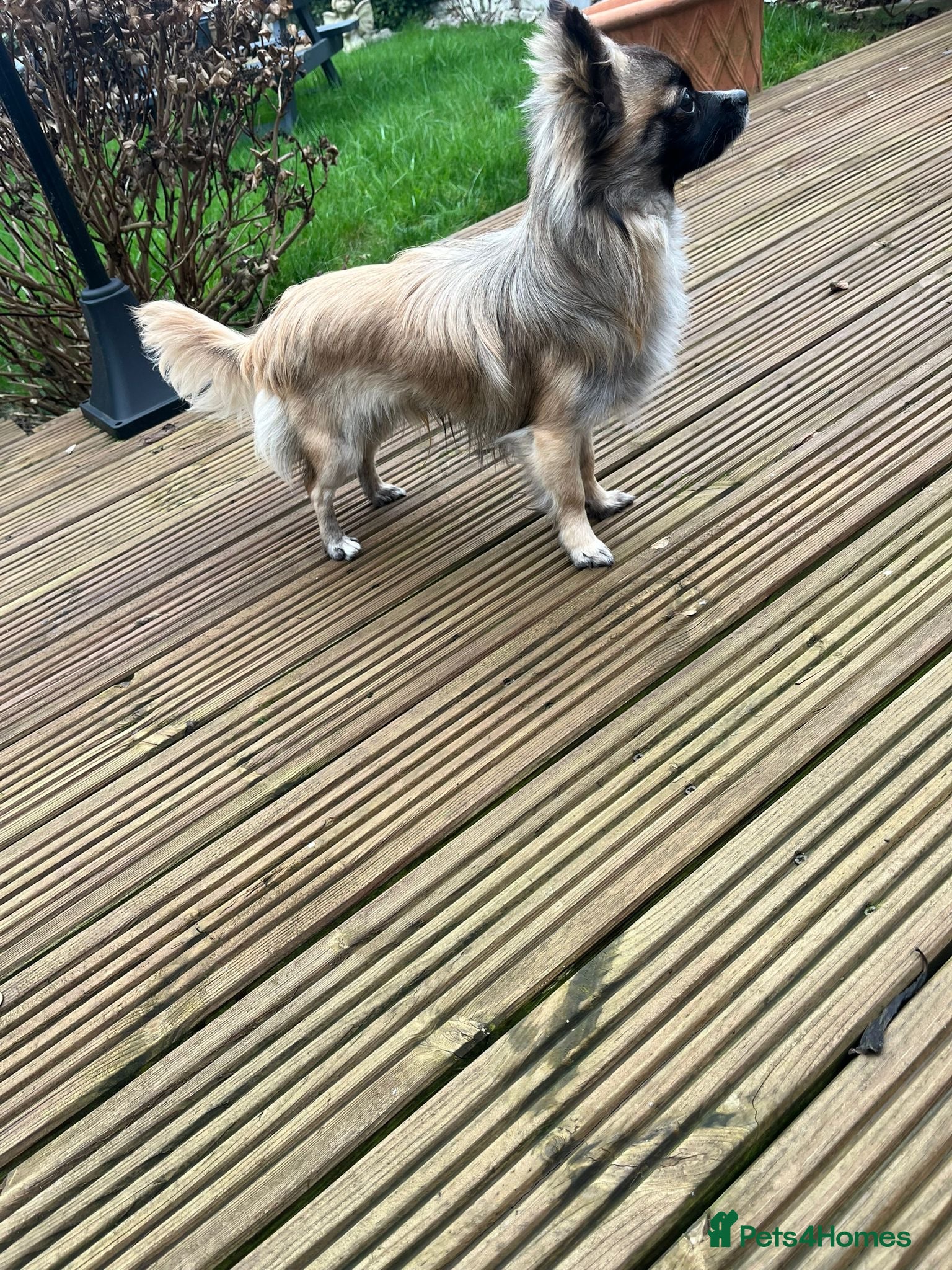 Chihuahua dogs Beautiful Long Haired Chihuahua Stud - Advert 1