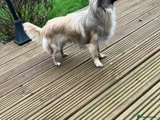 Chihuahua dogs Beautiful Long Haired Chihuahua Stud - Advert 1