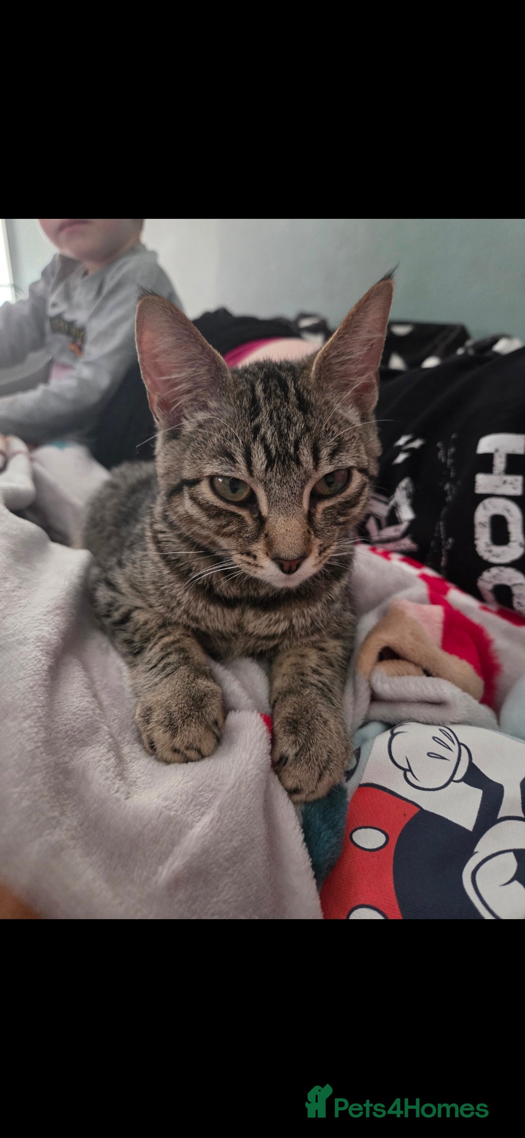 Mixed Breed cats for sale: 2 8 month old tabbys available  - Advert 3