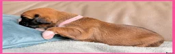 Boxer dogs for sale: Beautiful Boxer Babies.  - Advert 17