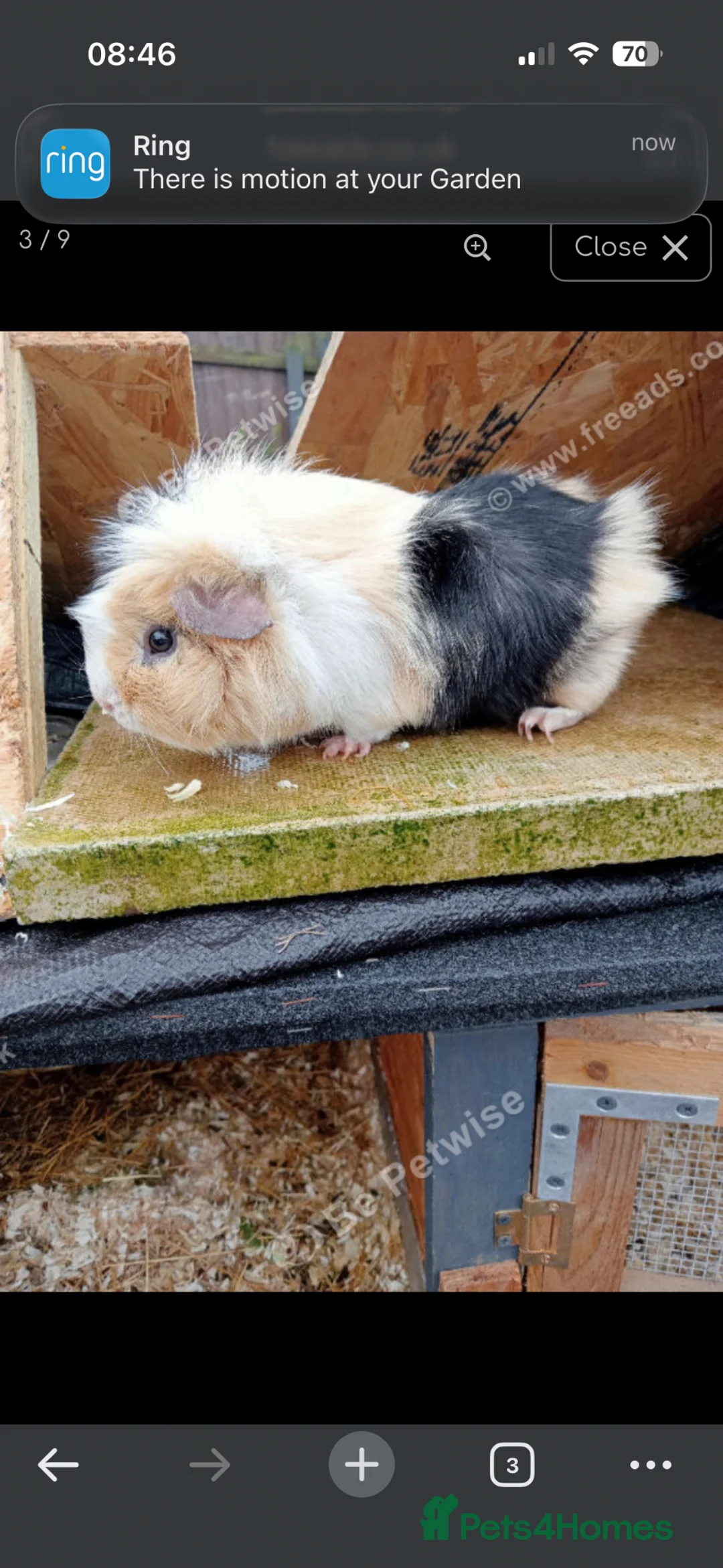 Guinea Pig rodents for sale: 2 beautiful boys  - Advert 34