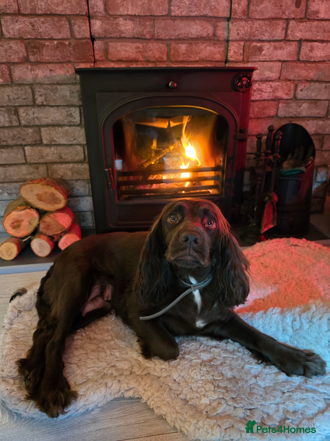 Cocker Spaniel dogs for sale: Chocolate cocker spaniels puppies  - Image 1