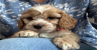 Cockapoo dogs BEAUTIFUL HEALTH CLEAR F1 COCKAPOOS - Advert 10