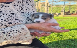 Jack Russell dogs for sale: Beautiful Blue tri miniature jack russells  - Image 2