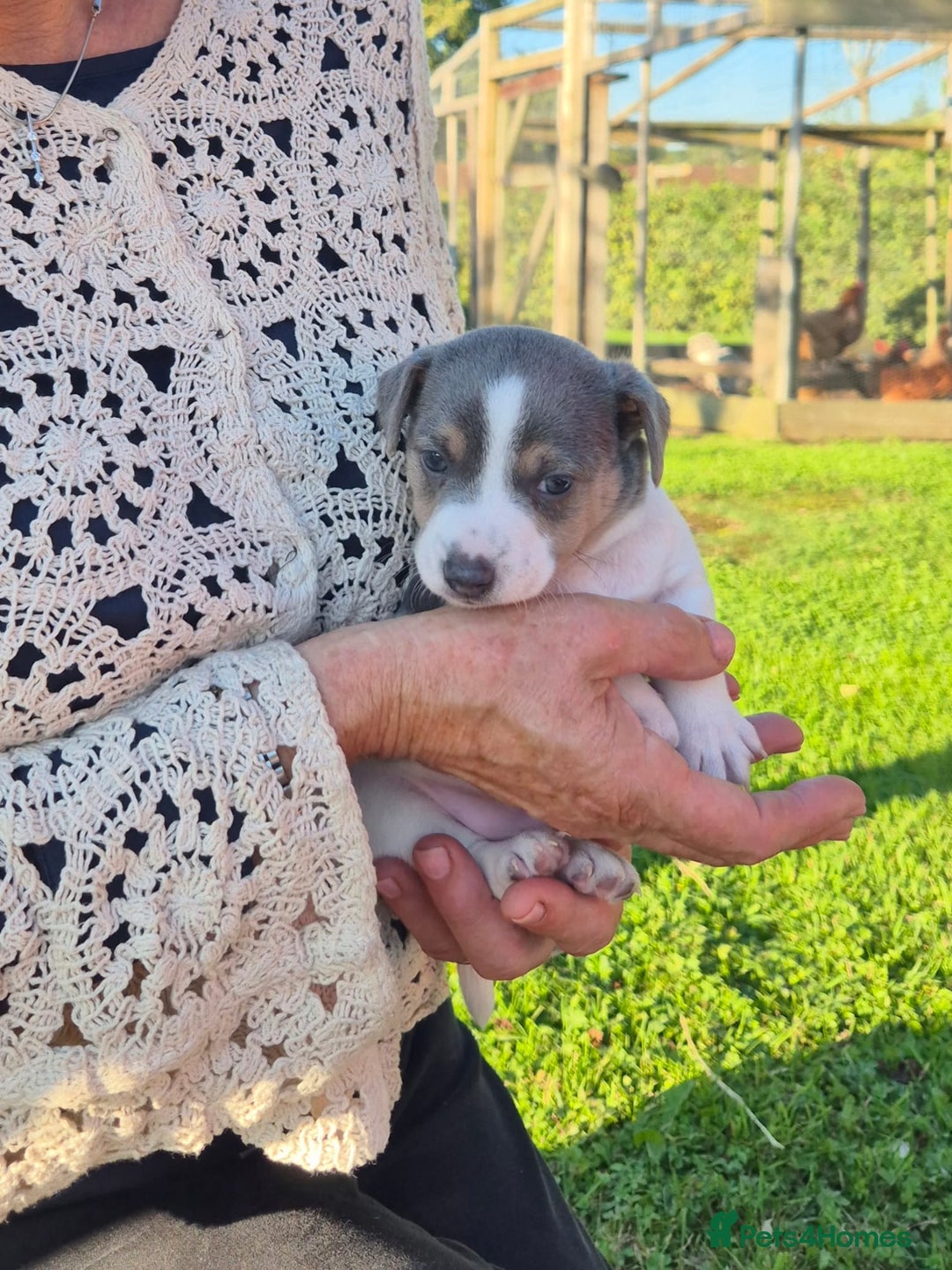 Jack Russell dogs for sale: Beautiful Blue tri miniature jack russells  - Image 2