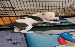 Staffordshire Bull Terrier dogs for sale: From Our Family to Yours - Image 11