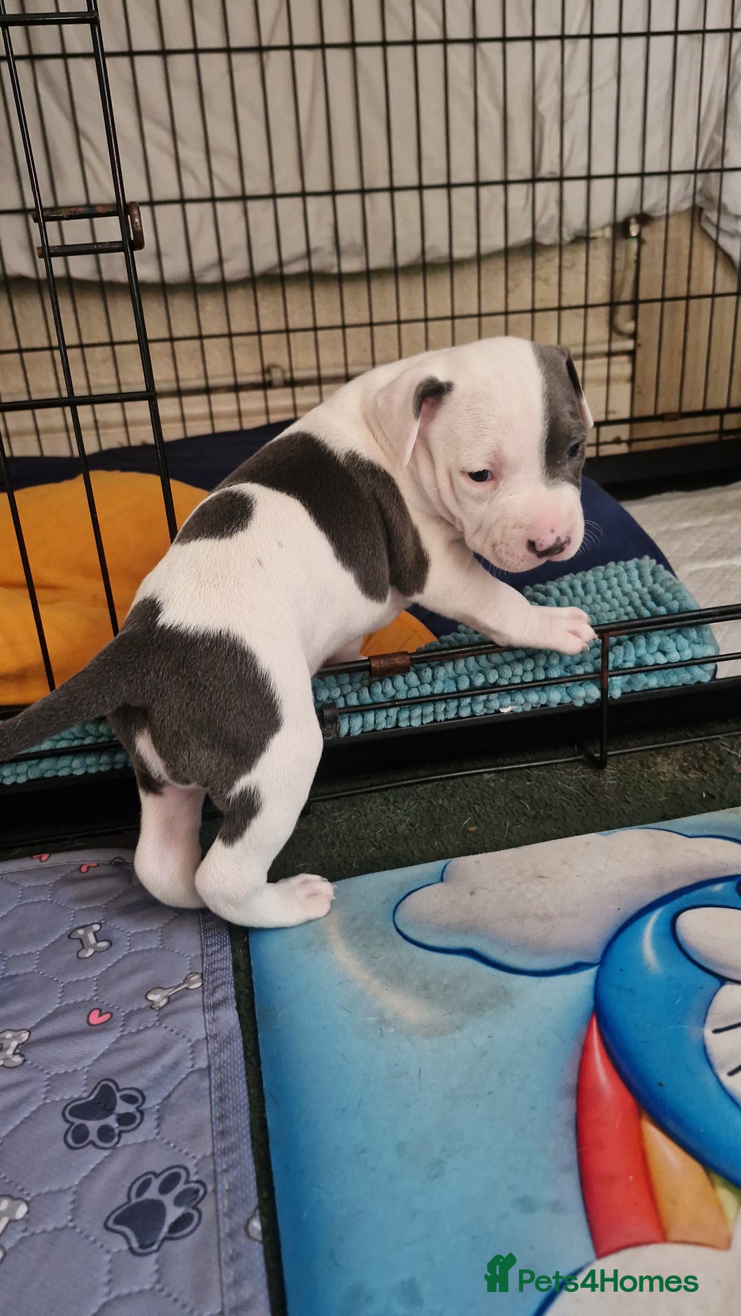 Staffordshire Bull Terrier dogs for sale: From Our Family to Yours - Image 11
