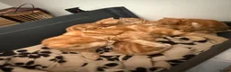 Domestic Shorthair cats for sale: Stunning ginger kittens  in Kinross - Advert 10