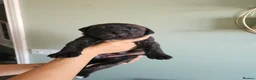 Cane Corso dogs for sale: Beautiful cane corso x puppies  - Advert 2