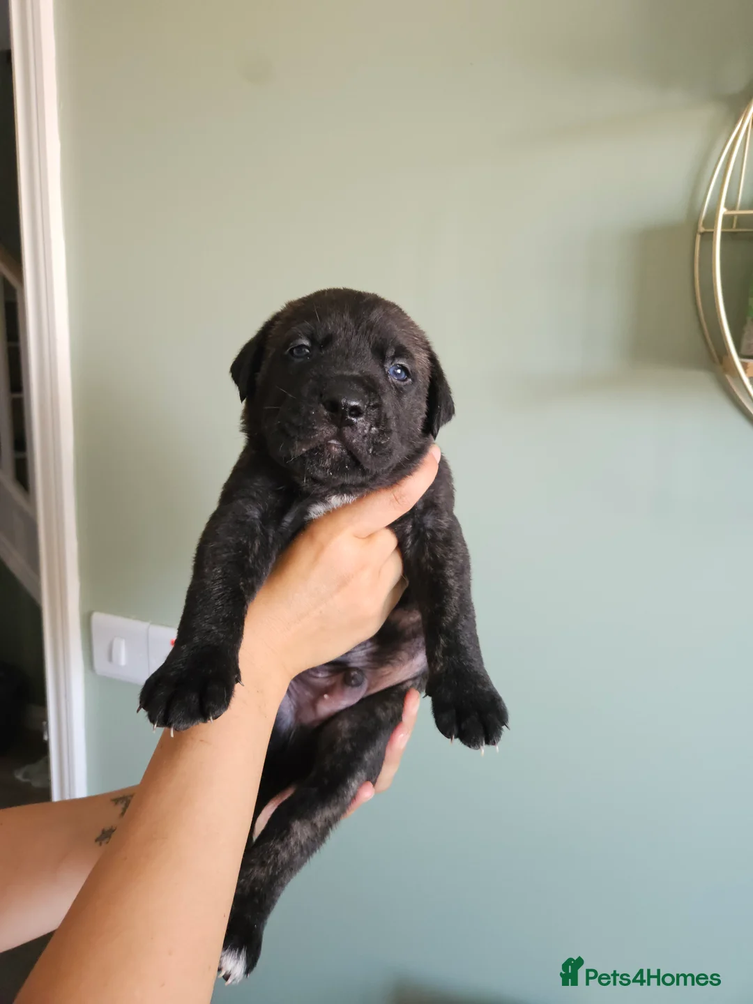Cane Corso dogs for sale: Beautiful cane corso x puppies  - Advert 2